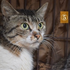 母ねこ　⑤