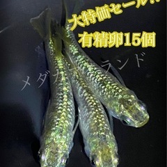 【配送】スーパーラメ改 卵 15＋α保証分 強 ラメ 光体 ヒレ...