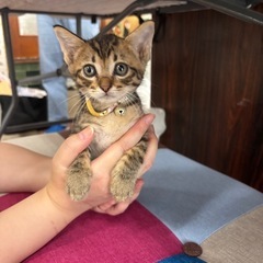🐾動画付🐾オレンジキジの女の子🐾