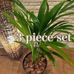 ❇️おしゃれ空間を演出✨する観葉植物3点セット✨【アレカヤシ・パ...