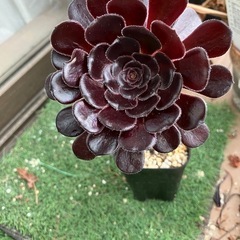 多肉植物　黒法師①