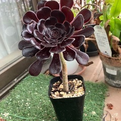 多肉植物　黒法師①の画像