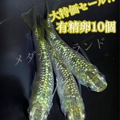【配送】スーパーラメ改 卵 10＋α保証分 強 ラメ 光体 ヒレ...