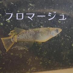 フロマージュ　メダカ　稚魚　5匹　セット。の画像