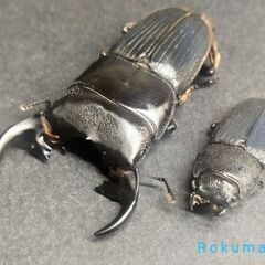 ◎【即ブリ】ﾌﾟﾝｸﾃｨﾍﾟﾝﾆｽﾈﾌﾞﾄｸﾜｶﾞﾀpair/Aegus punctipennis  ♂40㎜♀23.5㎜の画像