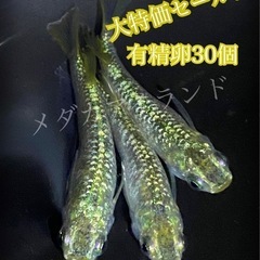 【配送】スーパーラメ改 卵 30＋α保証分 強 ラメ 光体 ヒレ...