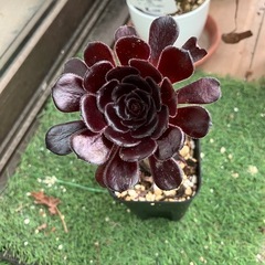 多肉植物　黒法師②