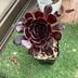ランキングキーワードに紐づく投稿画像-多肉植物