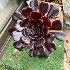 多肉植物　黒法師③