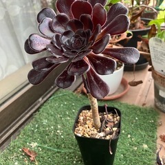 多肉植物　黒法師③の画像
