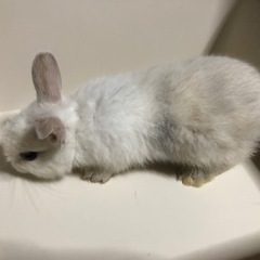 🐰5/18生まれ白模様ありの子うさぎ