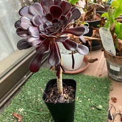 多肉植物　黒法師④の画像