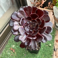 多肉植物　黒法師④