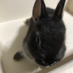 🐰5/18生まれのブラックシルバーマーチン子うさぎ