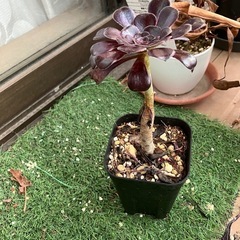 多肉植物　黒法師⑤の画像
