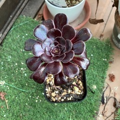 多肉植物　黒法師⑤