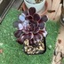ランキングキーワードに紐づく投稿画像-多肉植物