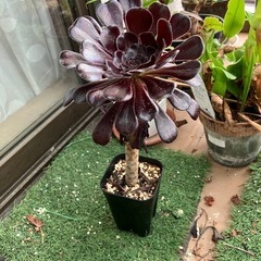 多肉植物　黒法師⑥の画像