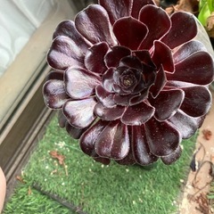 多肉植物　黒法師⑥