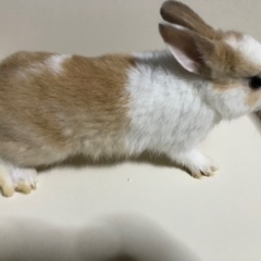 🐰5/18生まれ茶白の子うさぎ
