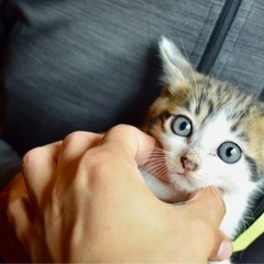 子猫