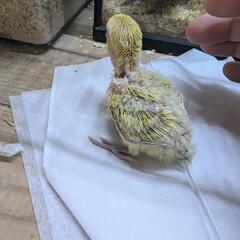 セキセイインコ、コザクラインコ　6/24入荷