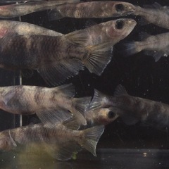 ⭐️和墨メダカ⭐️ 3ペア