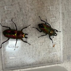 ニジイロクワガタ　オス♂メス♀ペア