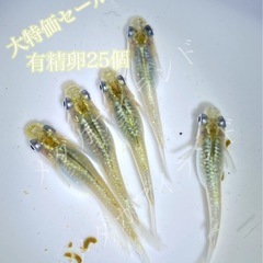 【直接取引】レッドクリフ ダーク 卵 25＋α保証分 ラメ 幹之...