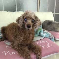 この子の里親になってもらえませんか？