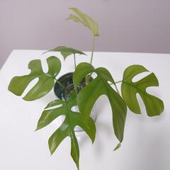 観葉植物　ヒメモンステラ3本　発根済み