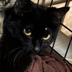 【急募】里親募集 成猫 のあちゃん 黒猫 女の子