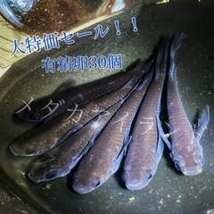【配送】黒天幻龍 卵 30＋α保証分 漆黒 虹 ラメ 幹之系 メ...