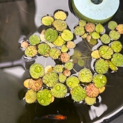 メダカ　炎玉