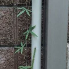 時計草　約150cmの画像