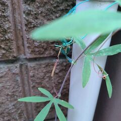 時計草　約150cmの画像