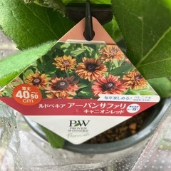 ルドベキア アーバンサファリ(フォレストグリーン、宿根草)