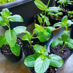 ハーブや野菜の苗から3苗チョイス！