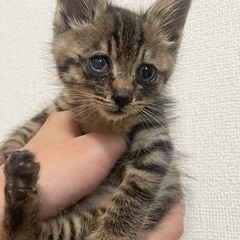 【生後１ヶ月】甘えん坊のキジトラ