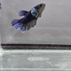 ベタ♀ ダンボ系 青 1匹の画像