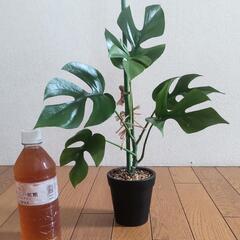 姫モンステラ　観葉植物　インテリア