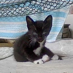 保護した子猫の飼い主様募集①(交渉中に付き停止中)