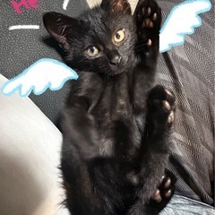 小さな小さな黒猫くん🐈‍⬛ ケージ&ハードキャリーも(ご希望であれば)