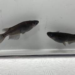 現物　黑天幻龍(黒天幻龍)メダカ　めだか　成魚　１ペア　ブルーアイの画像