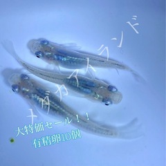 【配送】深海 卵 10＋α保証分 濃紺 ラメ 幹之系 メダカ め...