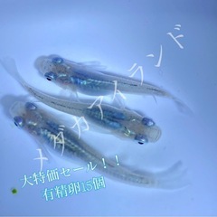 【配送】深海 卵 15＋α保証分 濃紺 ラメ 幹之系 メダカ め...