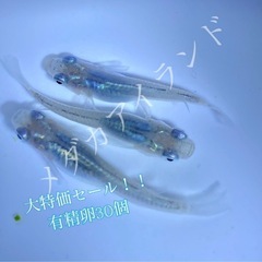 【深海】深海 卵 30＋α保証分 濃紺 ラメ 幹之系 メダカ め...