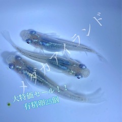 【深海】深海 卵 25＋α保証分 濃紺 ラメ 幹之系 メダカ め...