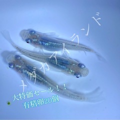 【配送】深海 卵 20＋α保証分 濃紺 ラメ 幹之系 メダカ め...