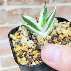 アガベ　スナグルトゥースUS子株の画像